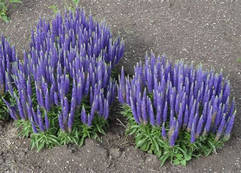 Detail klasu kvetov Veroniky klasnatej (Veronica spicata) v modrej farbe.
