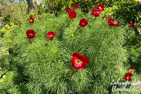 Detailný záber na kvety a listy Paeonia tenuifolia (pivonka koprolistá)
