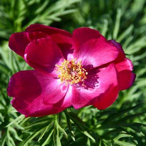 Inšpirácia pre skalku s Paeonia tenuifolia a inými skalničkami