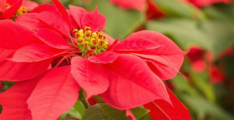 Detailná schéma vianočnej ruže znázorňujúca listene a drobné kvety v strede