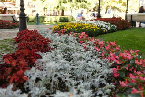 Tematické foto oleandra s kvetmi rôznych farieb