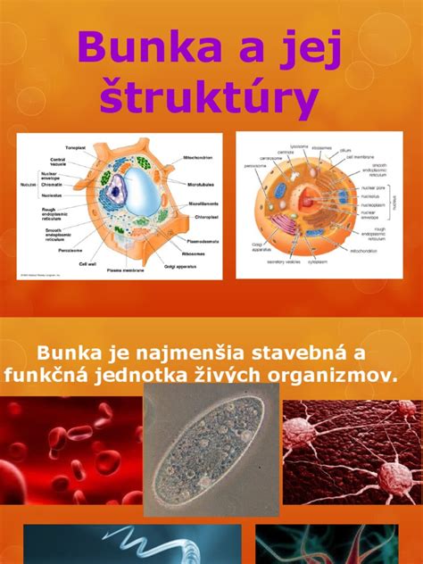 detailná fotografia plodnice hľuzovky a jej štruktúry