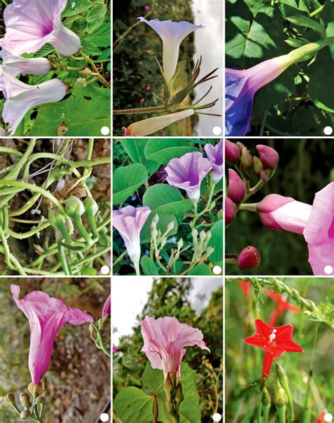 Tematická fotografia rozkvitnutého povojníka (Ipomoea)