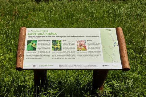 Porovnávacia infografika kvetov a listov rôznych druhov rodu Saxifraga