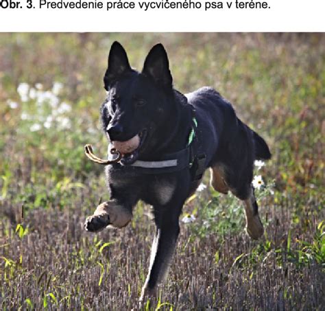 pes vycvičený na hľadanie hľuzoviek pri práci