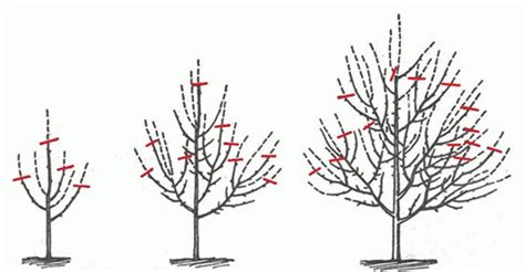 Náčrt rôznych typov rezu ovocných stromov (výchovný, udržiavací, zmladzovací)