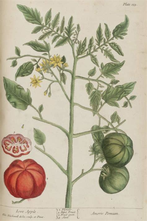 Schéma botanickej klasifikácie paradajky ako byliny z čeľade ľuľkovité