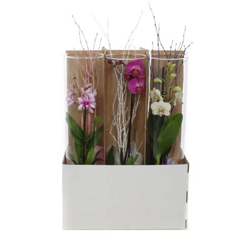 Orchidea v priehľadnom kvetináči umiestnená na parapete okna s dostatkom nepriameho svetla