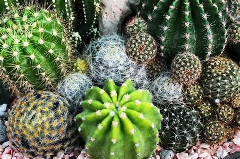 ilustračné foto rôznych kaktusov a sukulentov