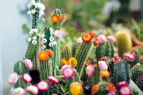 pestovanie kaktusov v interiéri