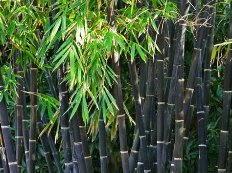 Detail čiernych stebiel a listov bambusu Phyllostachys nigra
