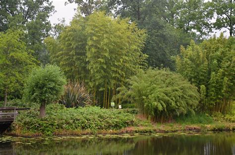 Schéma inštalácie koreňovej bariéry pre bambusy rodu Phyllostachys