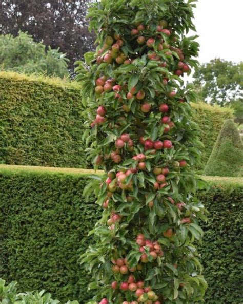 Ilustračné foto jablone stĺpovitej 'Flamenco' s plodmi