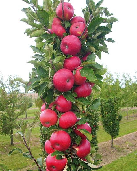 Detail kvetov jablone stĺpovitej