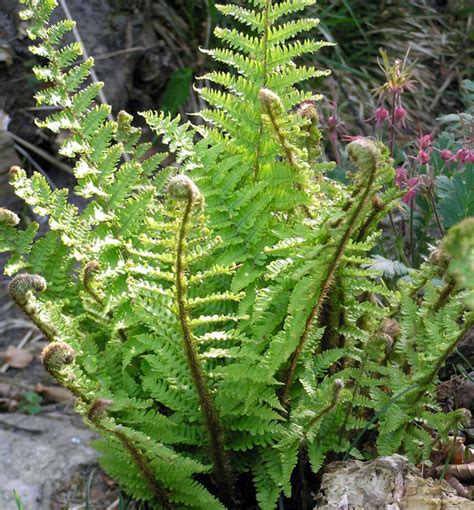 Papraď s typickými jemnými listami v interiéri