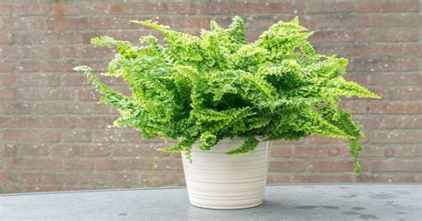 Ilustrácia rôznych druhov papradí