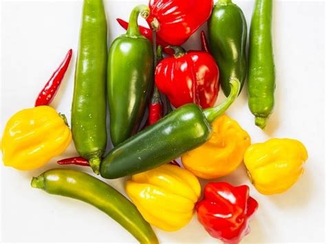 Ilustrácia rôznych odrôd papriky s označením ich farieb a tvarov.