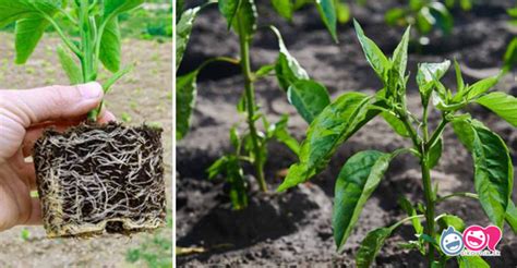 Sadenice papriky pripravené na presádzanie, s viditeľnými koreňmi.