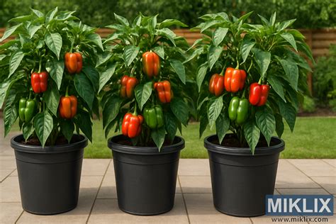 Papriky pestované v moderných kvetináčoch na balkóne.