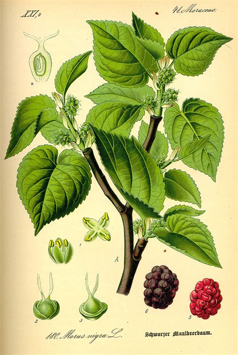 Ilustrácia rôznych druhov moruše (Morus alba, Morus nigra, Morus rubra) a kríčkovej formy