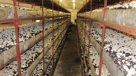 Schéma ideálnej miestnosti pre pestovanie húb