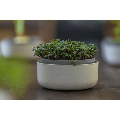 Pripravený Growkit s kávovou usadeninou a sadbou