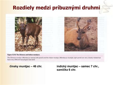 ROZDIELY MEDZI POPULÁRNYMI DRUHMI FIKUSOV