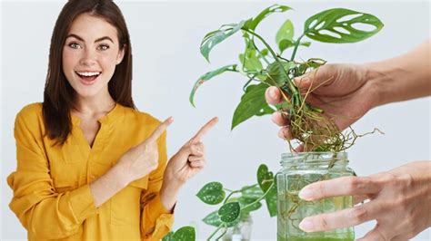 Ilustrácia semien citrusov vo vode a v substráte.