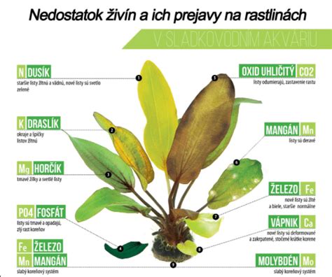 Ilustrácia plávajúcich rastlín v akváriu.