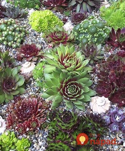 Detailný záber na farebné ružice skalnice (Sempervivum) v skalke
