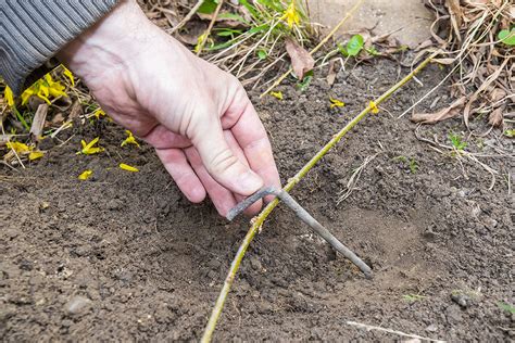 Séma: Rozmnožovanie zlatovky potápaním