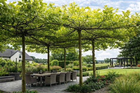 Schéma povýsadbového rezu pre strom so založenou korunkou