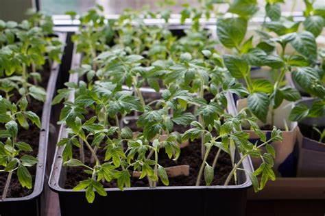 Detailný postup predpestovania tekvicových priesad v kvetináčoch