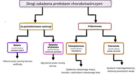 Infografika identifikujúca rôzne typy poškodenia tují škodcami a chorobami