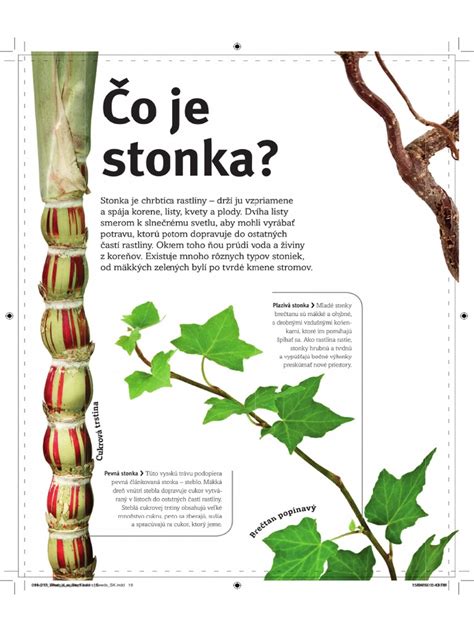 Ilustrácia botanických častí fazule (koreň, byľ, listy, kvety, struk, semená)