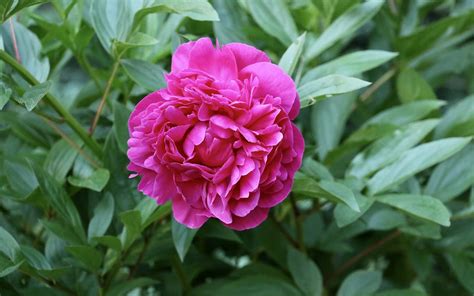 Fotografia sušených okvetných lístkov a nakrájaných koreňov pivonky