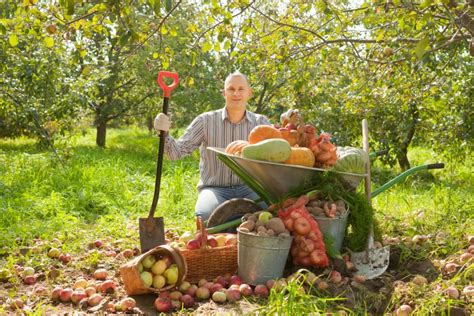 čučoriedky v záhrade na jeseň