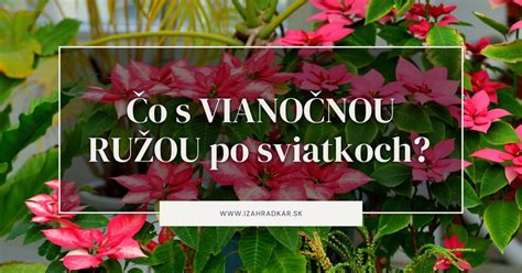 Schéma: Rozdiely medzi preliatou a nedostatočne zaliatou vianočnou ružou