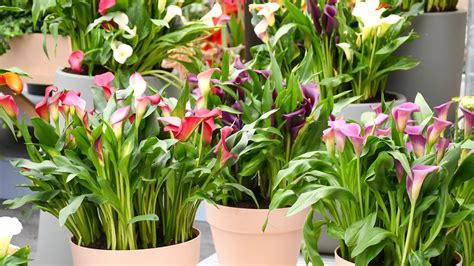 Pestovanie kaly v kvetináči v interiéri