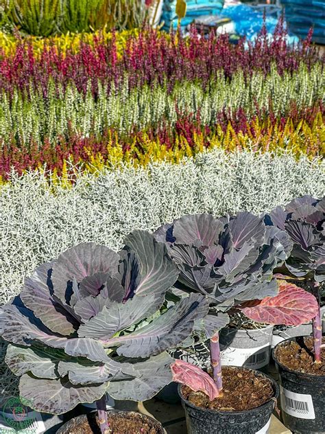 Farebné kaly rastúce v záhrade