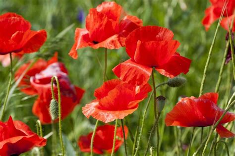 Detail vlčieho maku v prírode