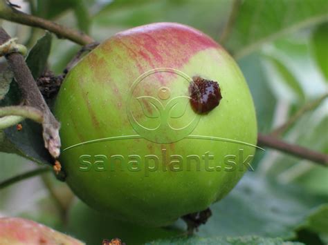Tematické foto: Dospelý obaľovač jablčný (motýľ) s charakteristickou kresbou krídel na liste alebo kôre stromu