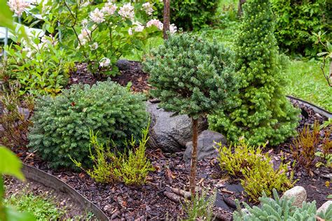 Koláž fotografií rôznych kultivarov smreka obyčajného v záhradných aranžmánoch