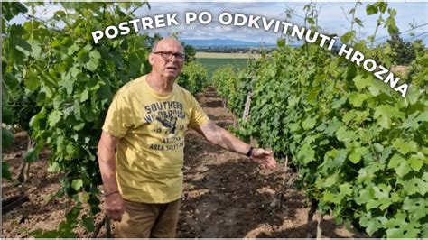 Záhradkár orezáva ker pajazmínu po odkvitnutí