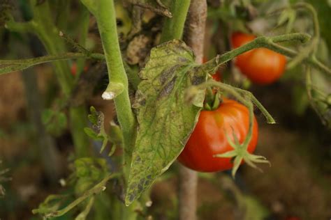 schéma šírenia plesňových ochorení na rajčinách