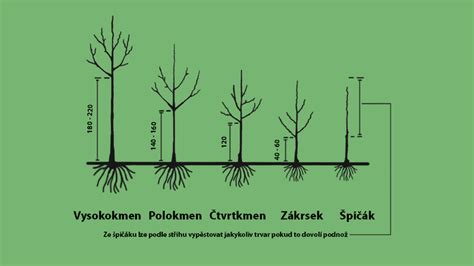 Schéma presvetlenej a zahustenej koruny ovocného stromu