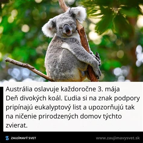 Ilustrácia prirodzeného prostredia cyklámenu