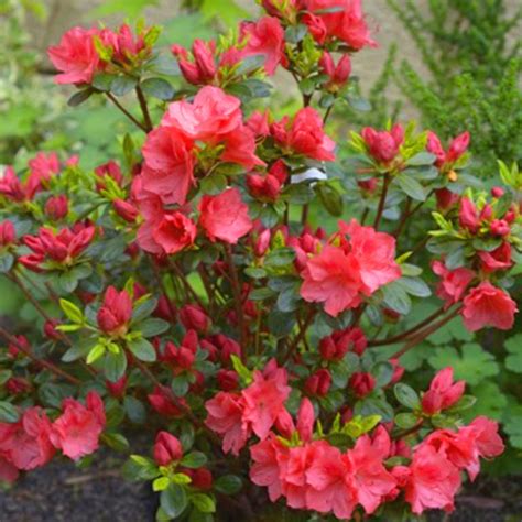 Azalka japonská v plnom kvete, makro záber na kvety a listy