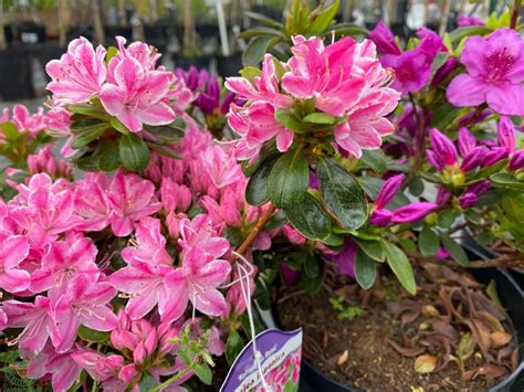 Osoba strihajúca odkvitnuté kvety azalky záhradnými nožnicami