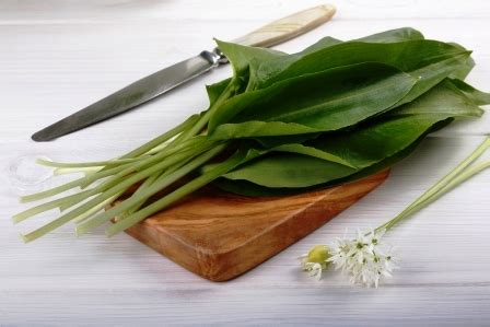 Ilustračná fotografia čerstvých listov medvedieho cesnaku